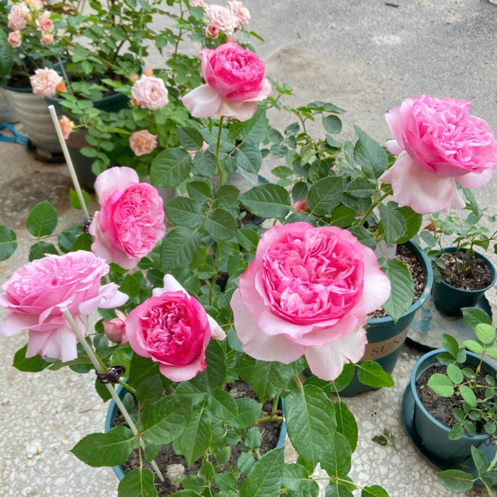 Neo Cherry Shallow Rose