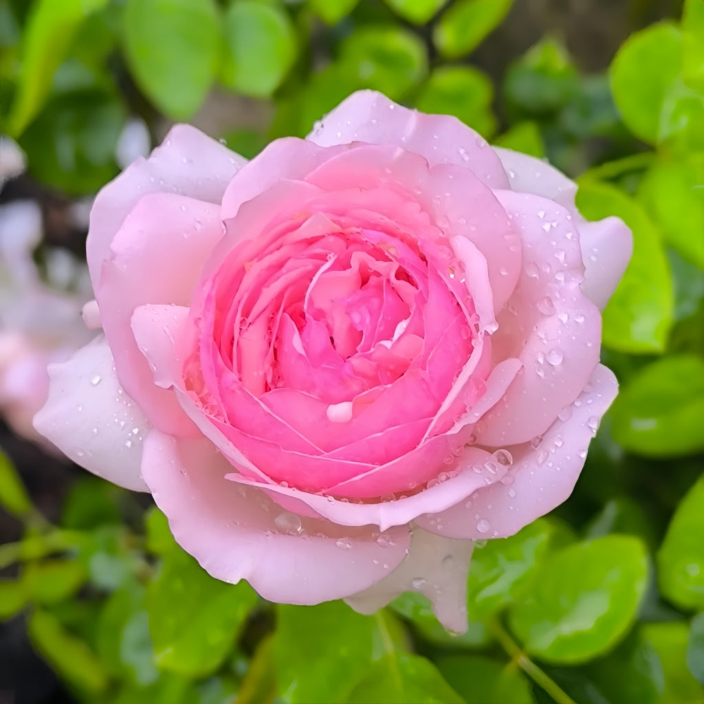 Neo Cherry Shallow Rose