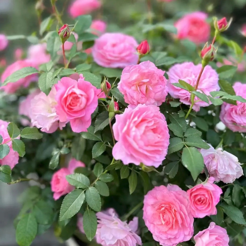 Kin Poloold Roses Neptune King Terrazza Rose – Rosesplant