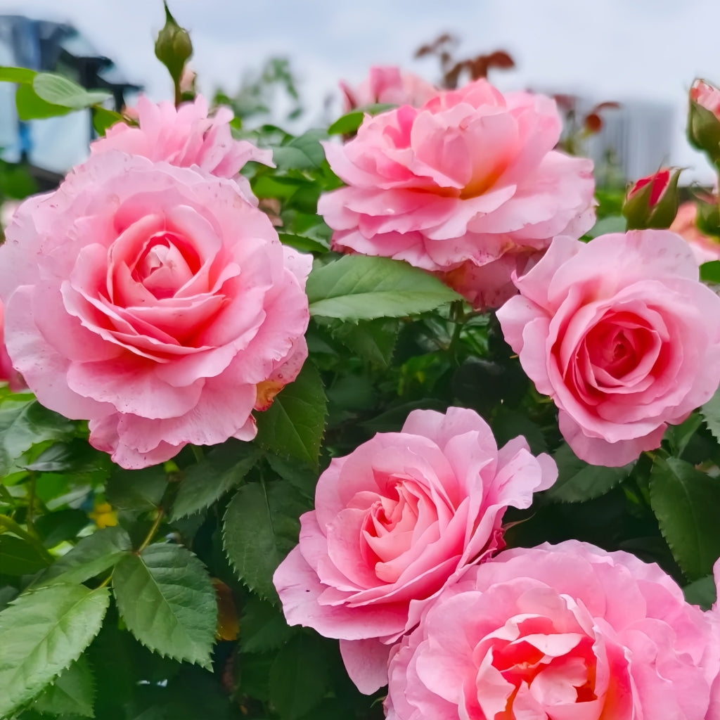 Neptune King Terrazza Rose