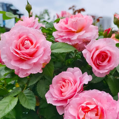 Neptune King Terrazza Rose