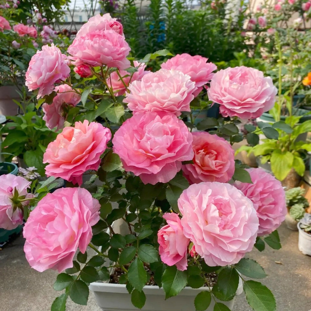 Neptune King Terrazza Rose