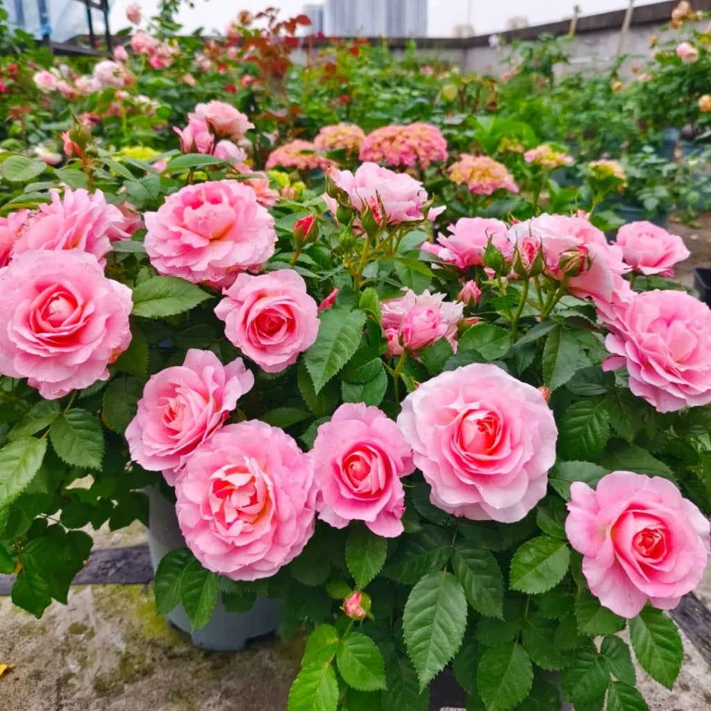 Neptune King Terrazza Rose