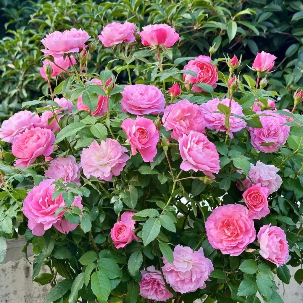 Neptune King Terrazza Rose