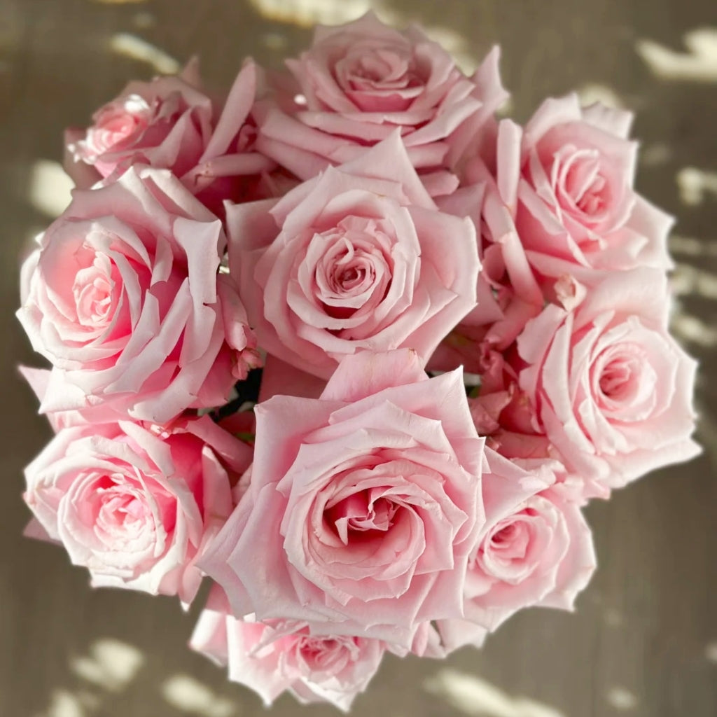Niannujiao Rose