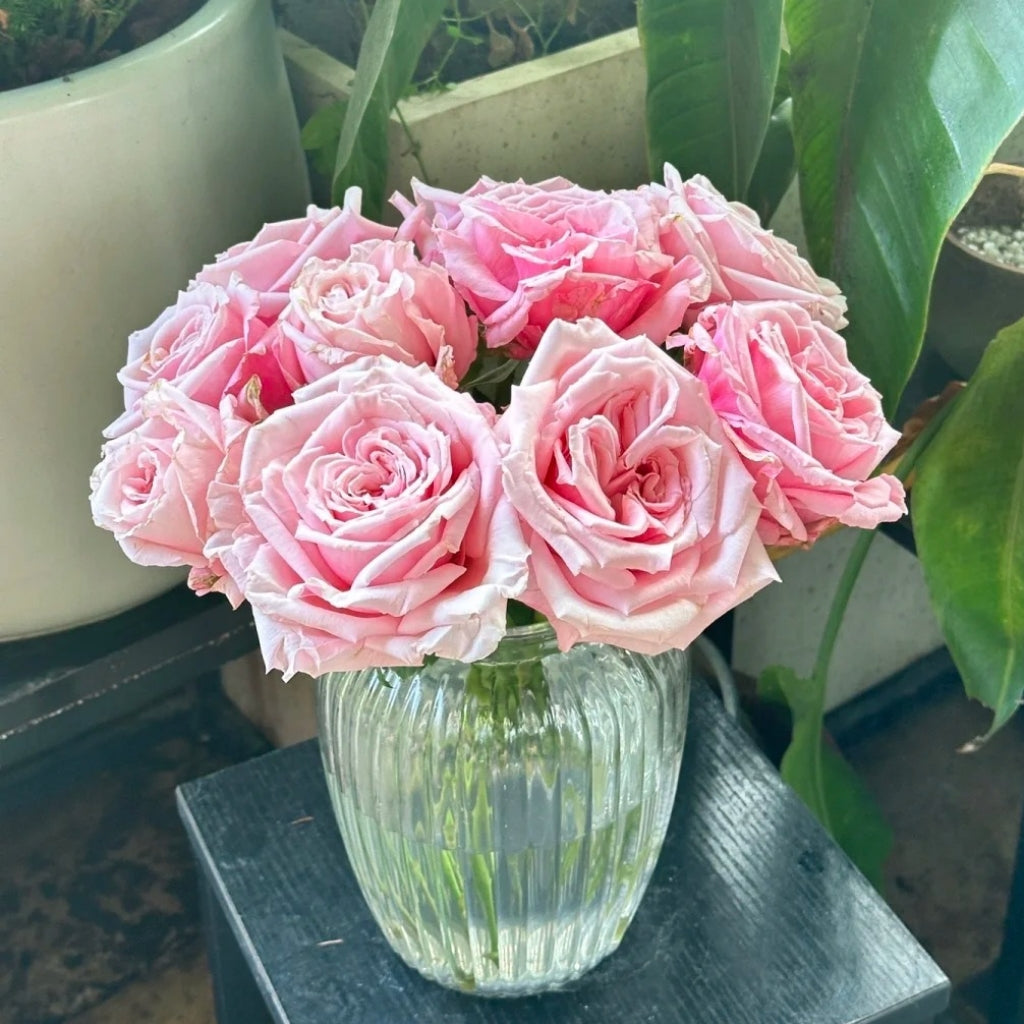 Niannujiao Rose