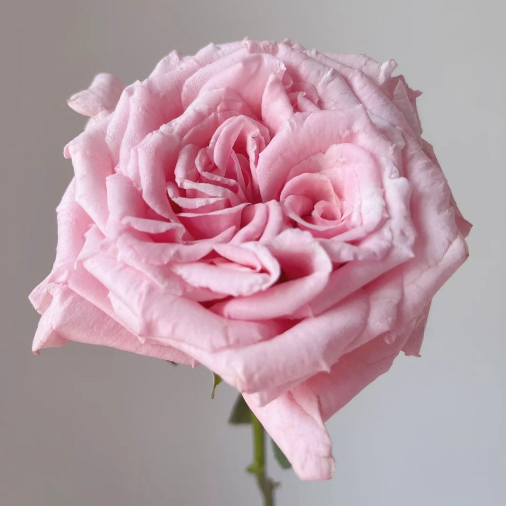 Niannujiao Rose
