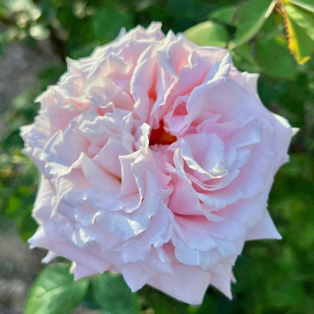 Niannujiao Rose