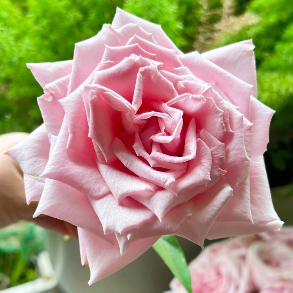 Niannujiao Rose