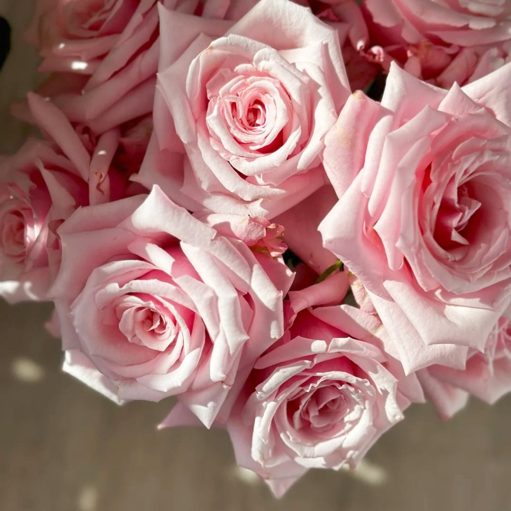 Niannujiao Rose