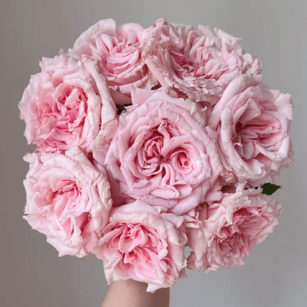 Niannujiao Rose