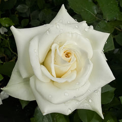 Nona Rose