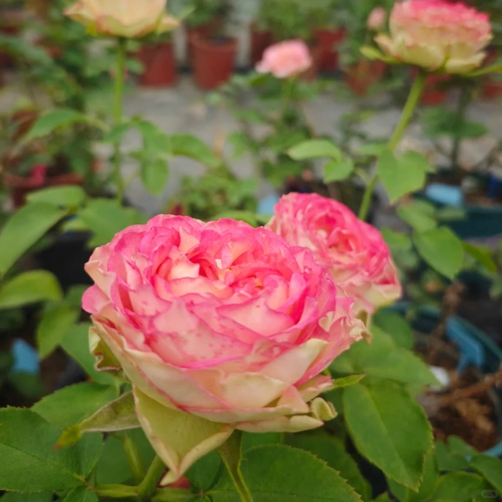 Norway Forest Rose