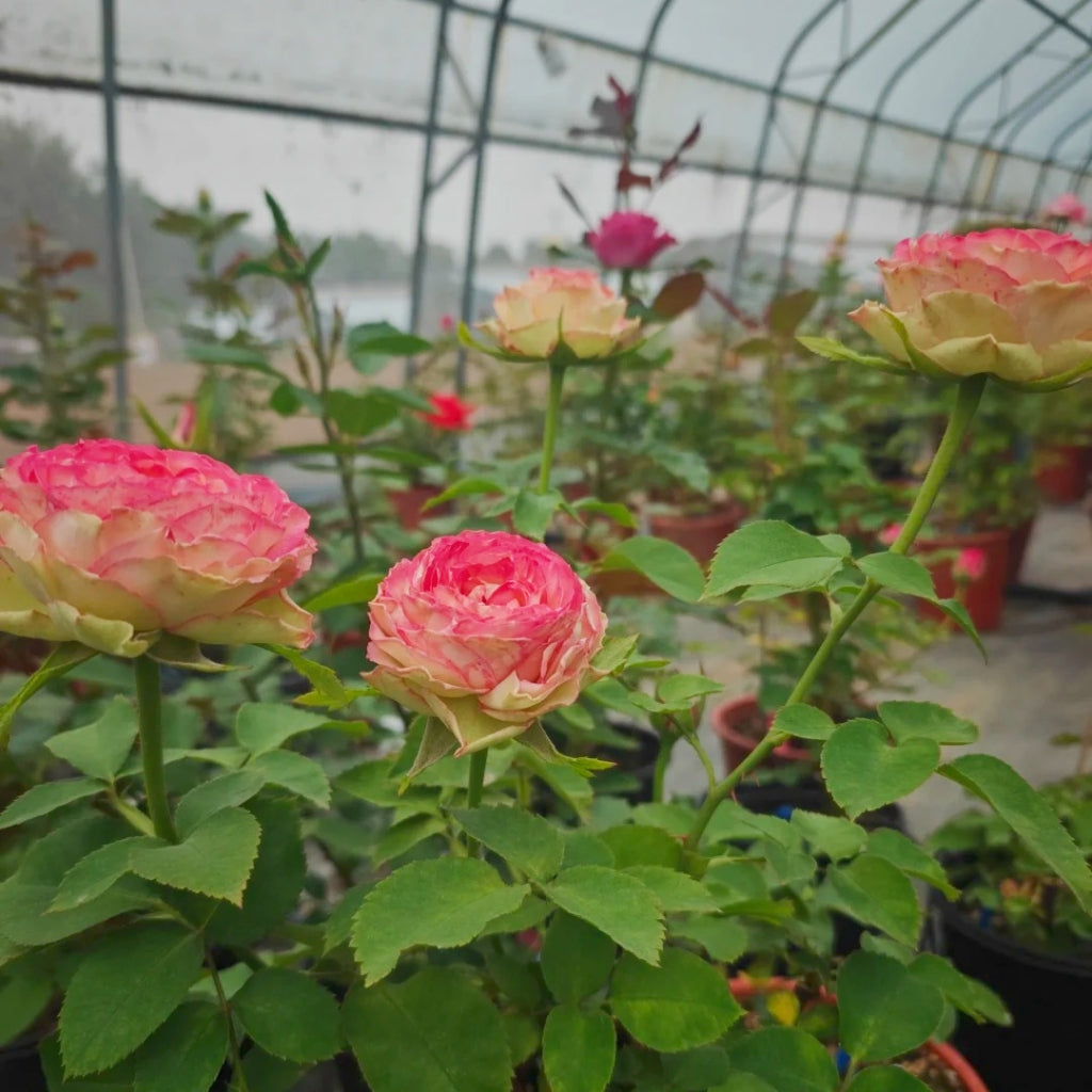 Norway Forest Rose
