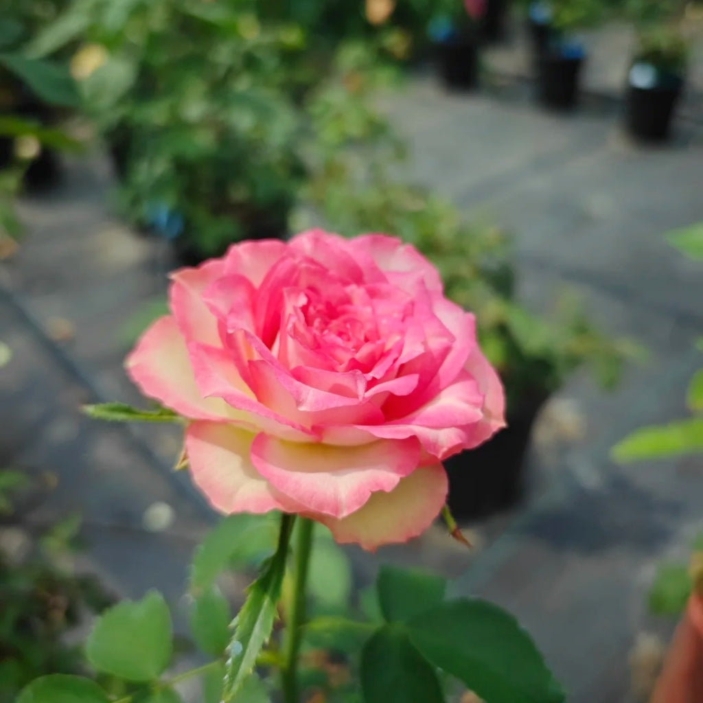 Norway Forest Rose