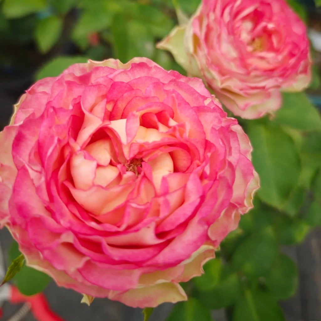 Norway Forest Rose