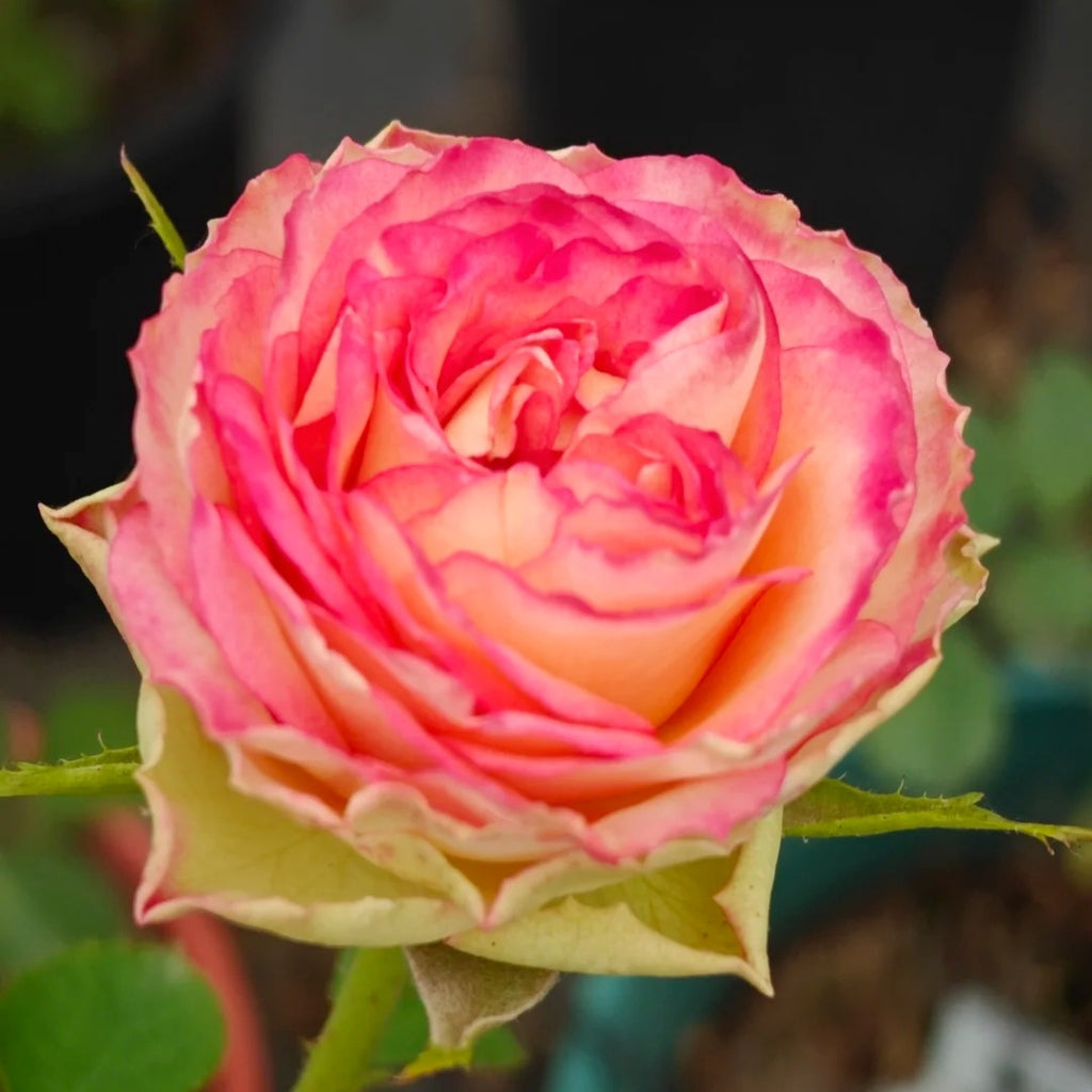 Norway Forest Rose