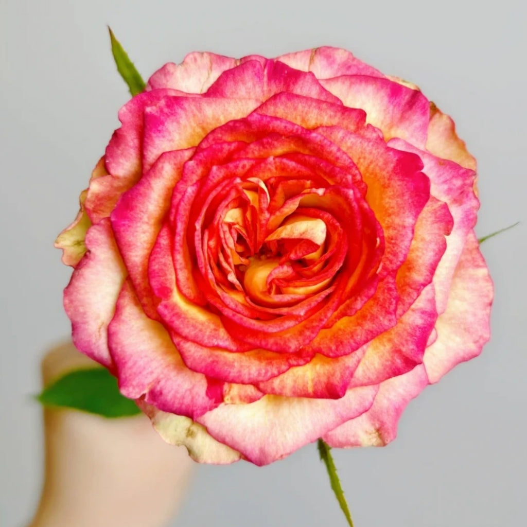 Norway Forest Rose