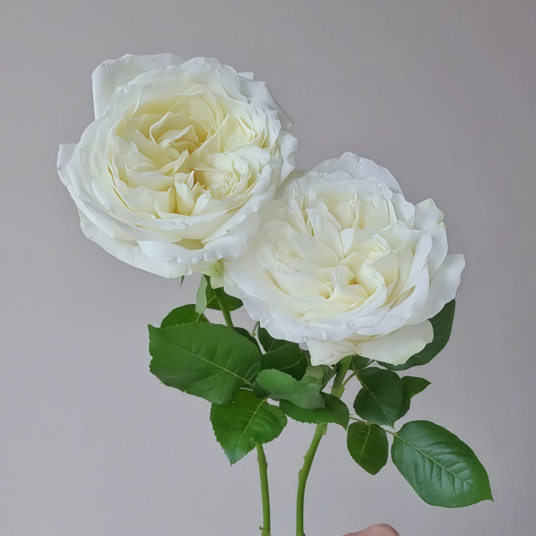 Nozari Rose