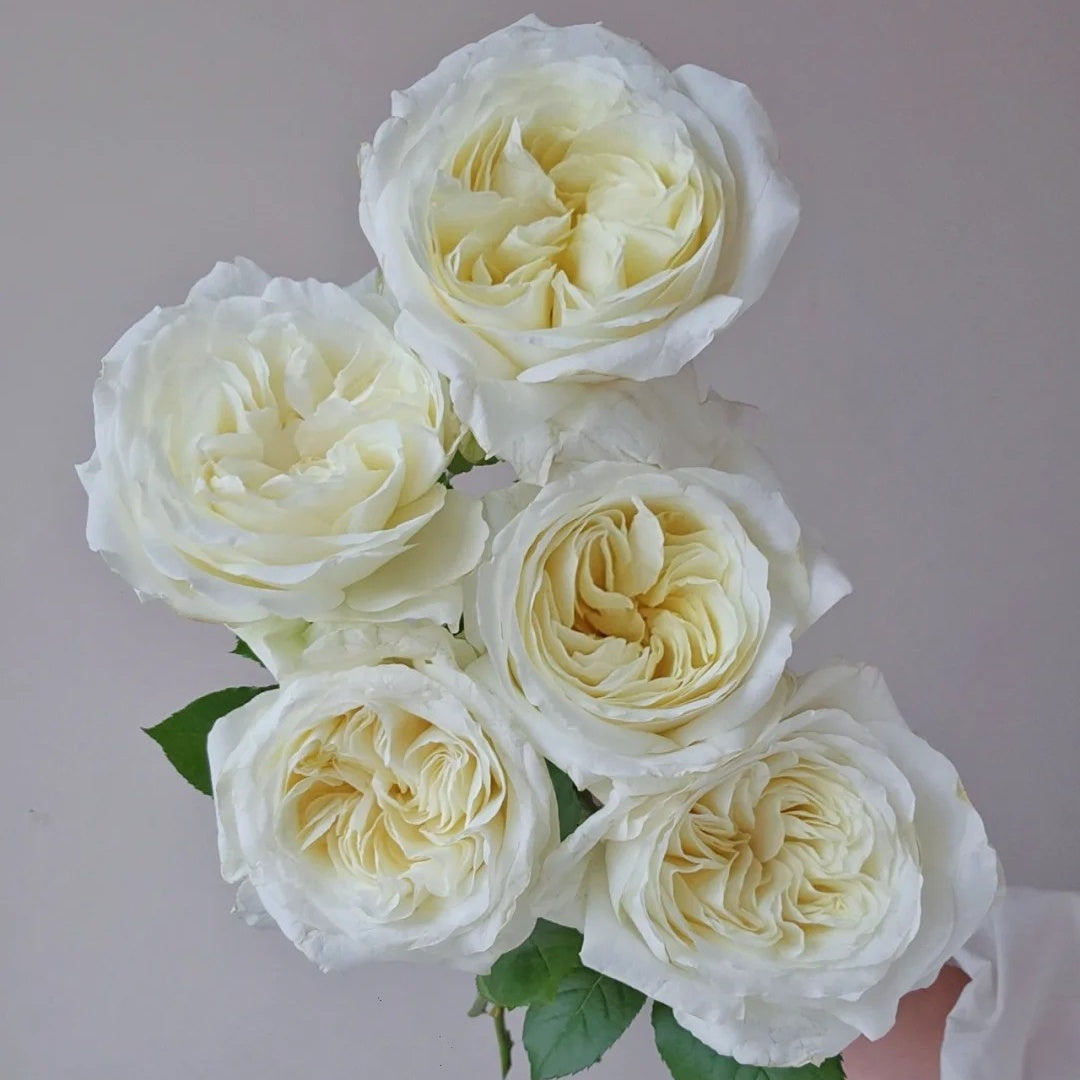 Nozari Rose
