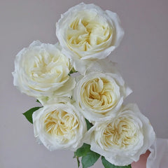 Nozari Rose