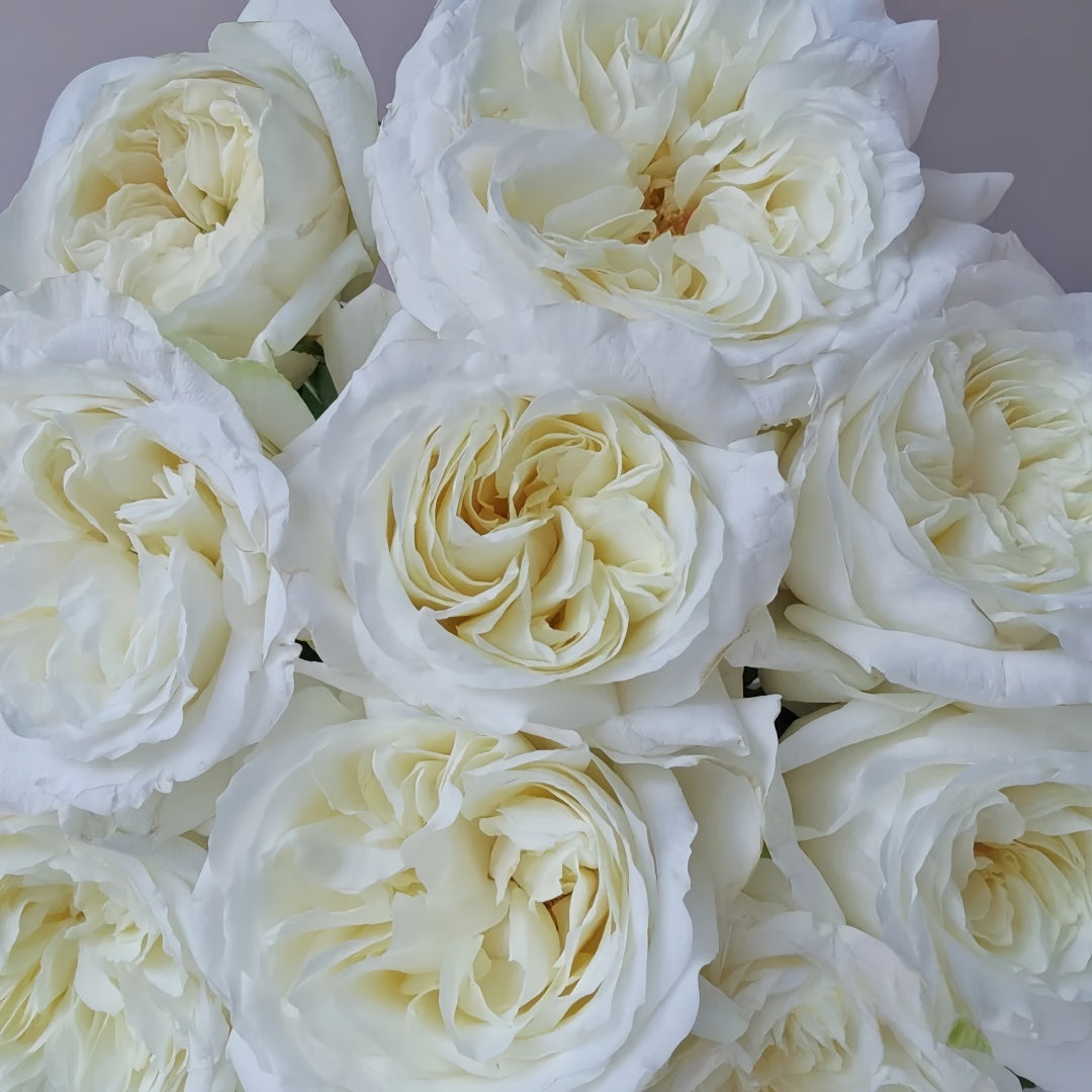 Nozari Rose