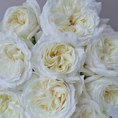 Nozari Rose