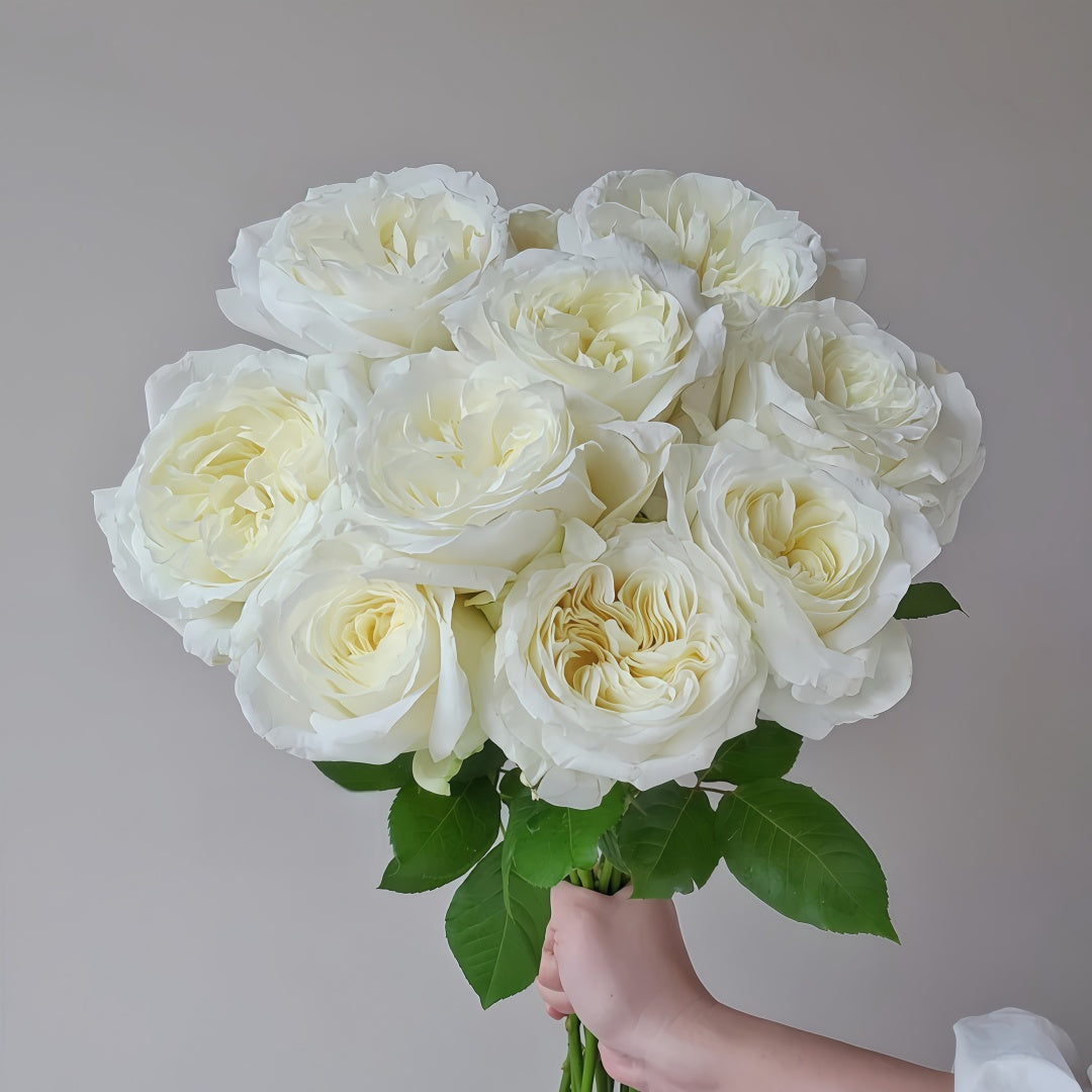 Nozari Rose