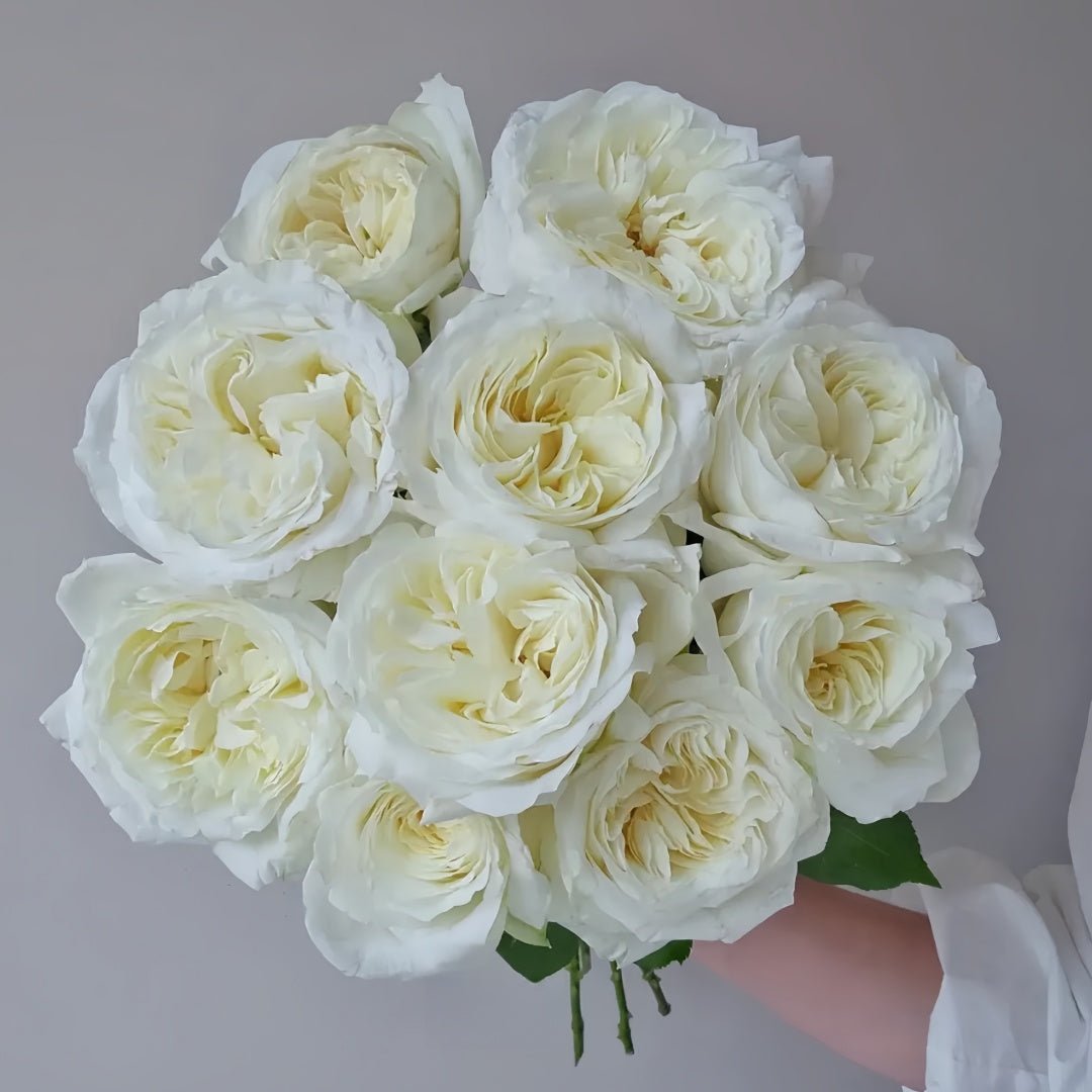 Nozari Rose
