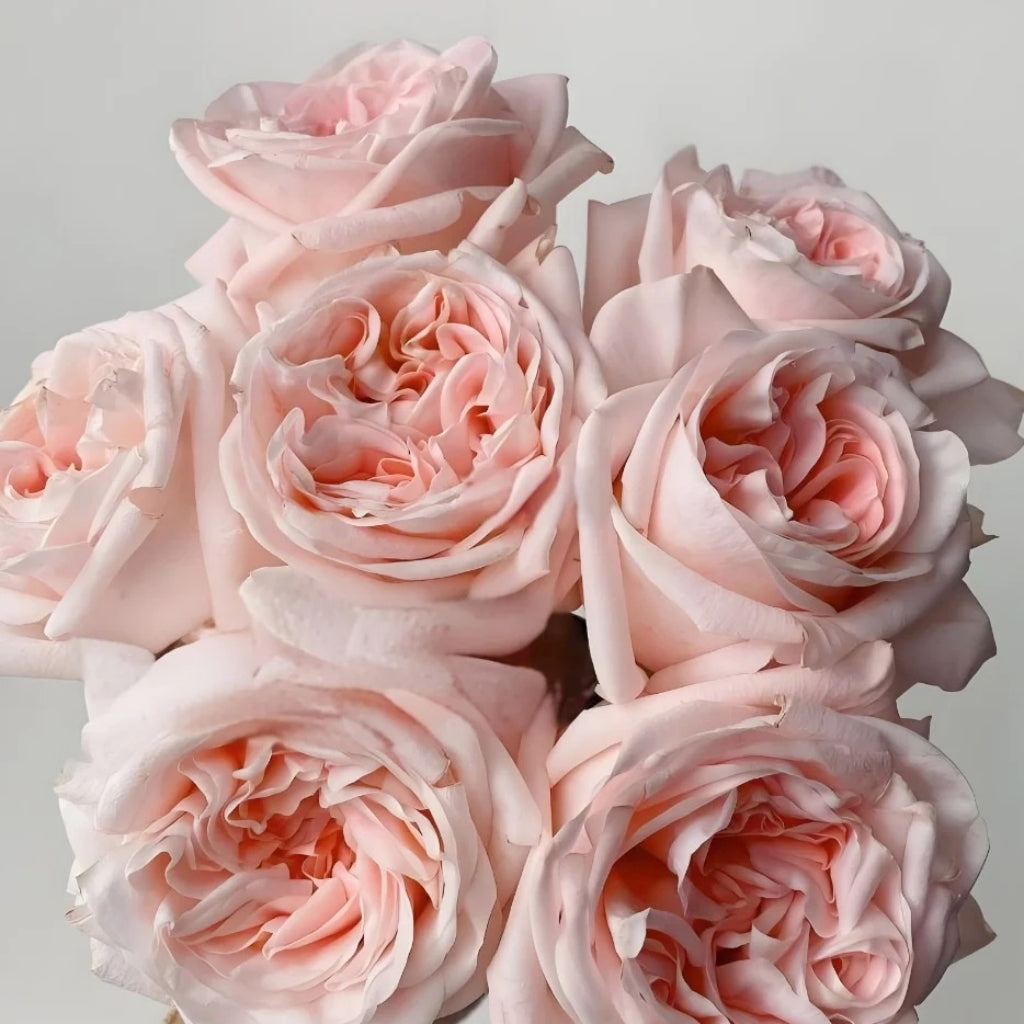 Nuwa Rose