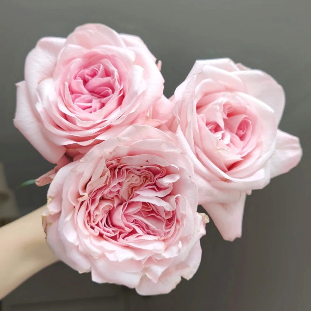 Nuwa Rose