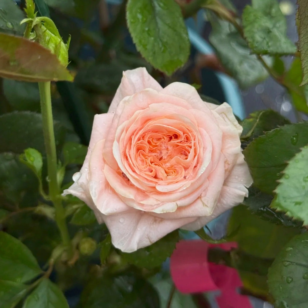 Nuwa Rose