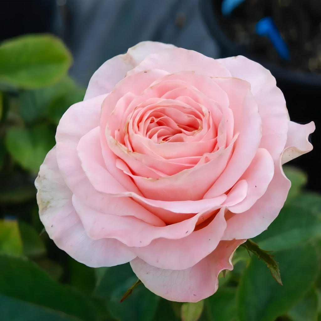Nuwa Rose