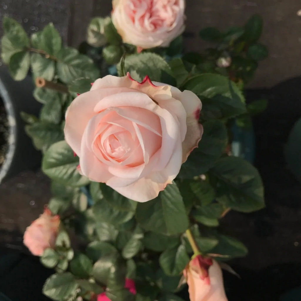 Nuwa Rose