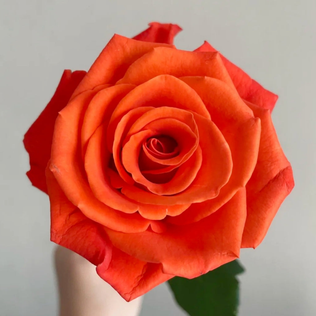Orange Party Rose
