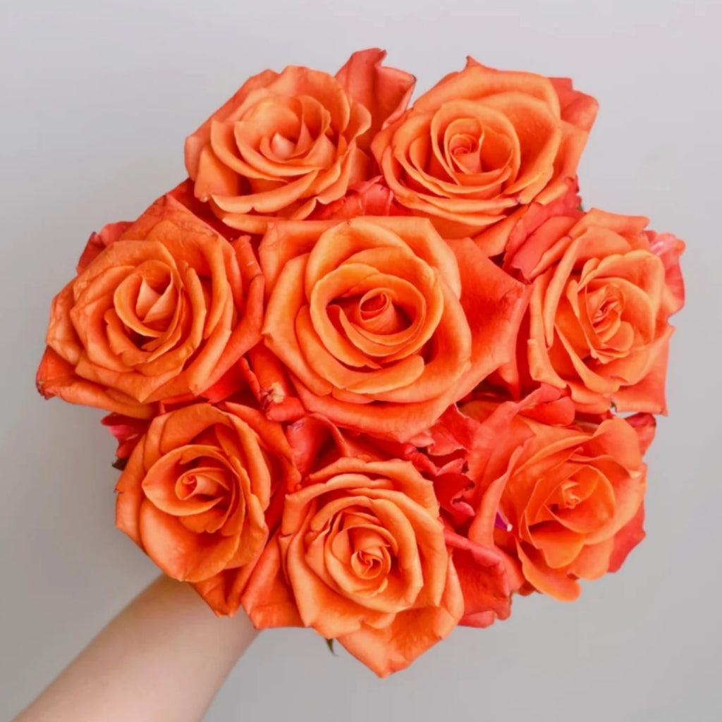 Orange Party Rose
