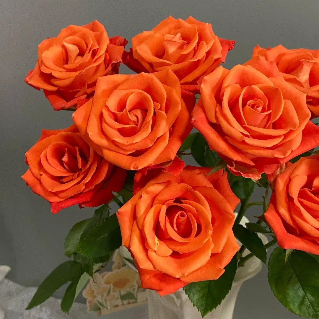 Orange Party Rose