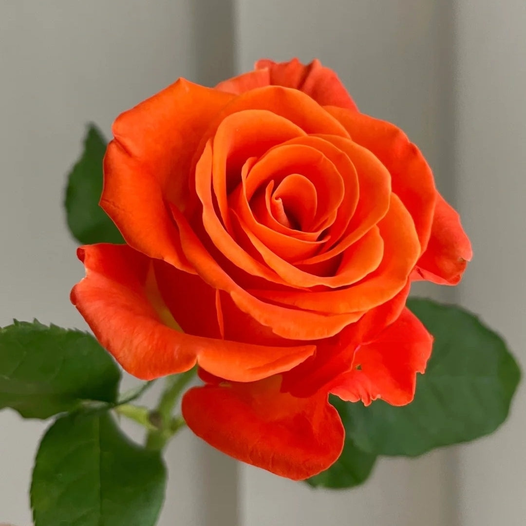 Organe Roses Orange Party Rose – Rosesplant