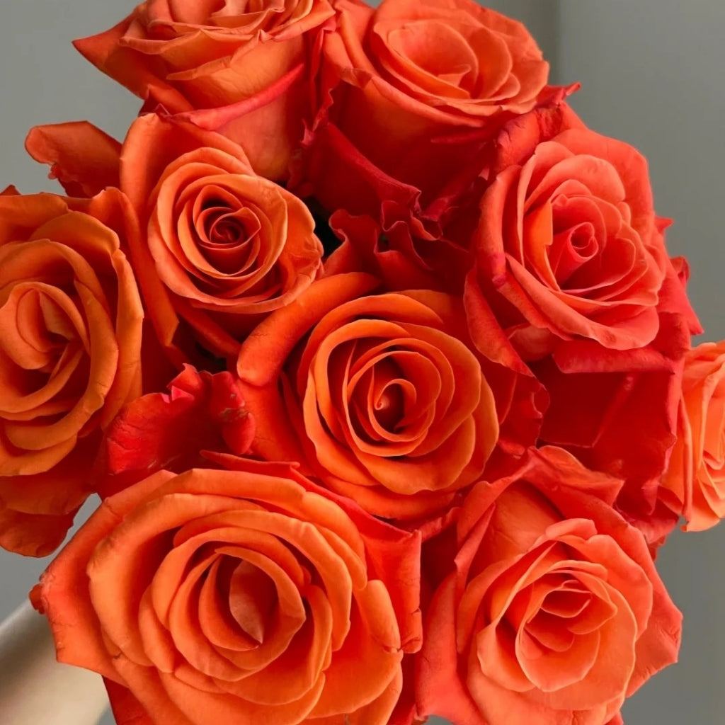 Orange Party Rose