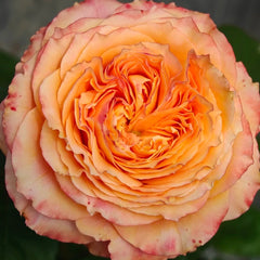 Orange Romantica Rose