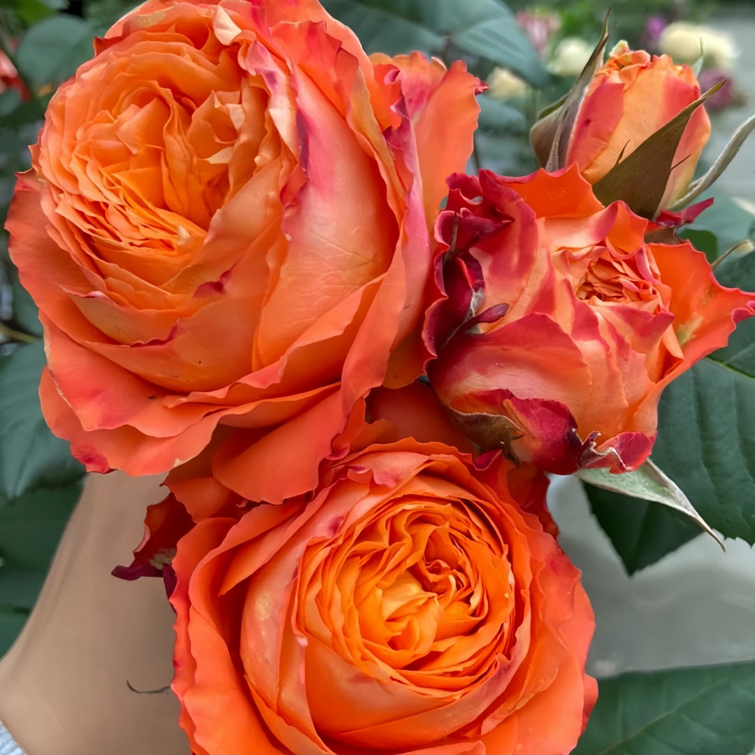 Orange Romantica Rose