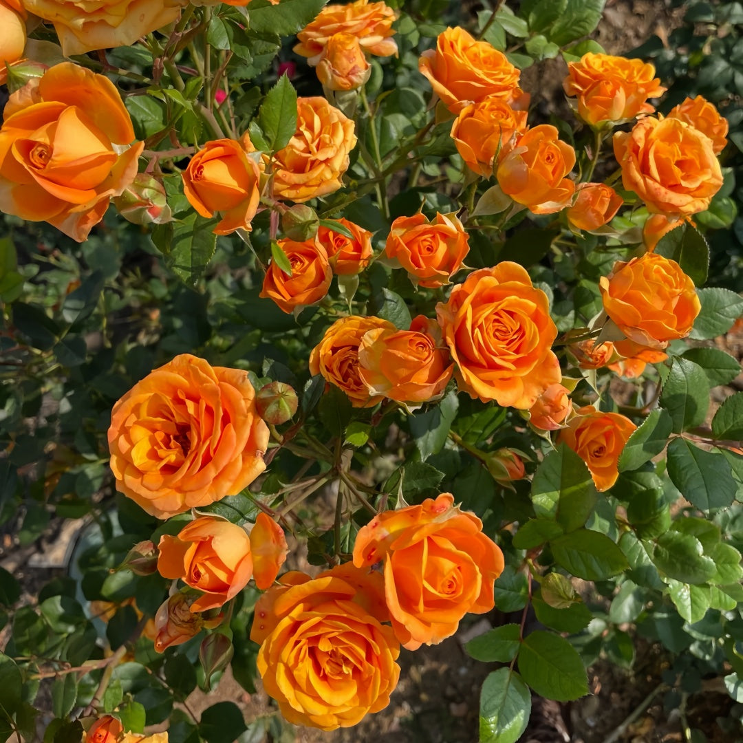 Orange Romantica Rose