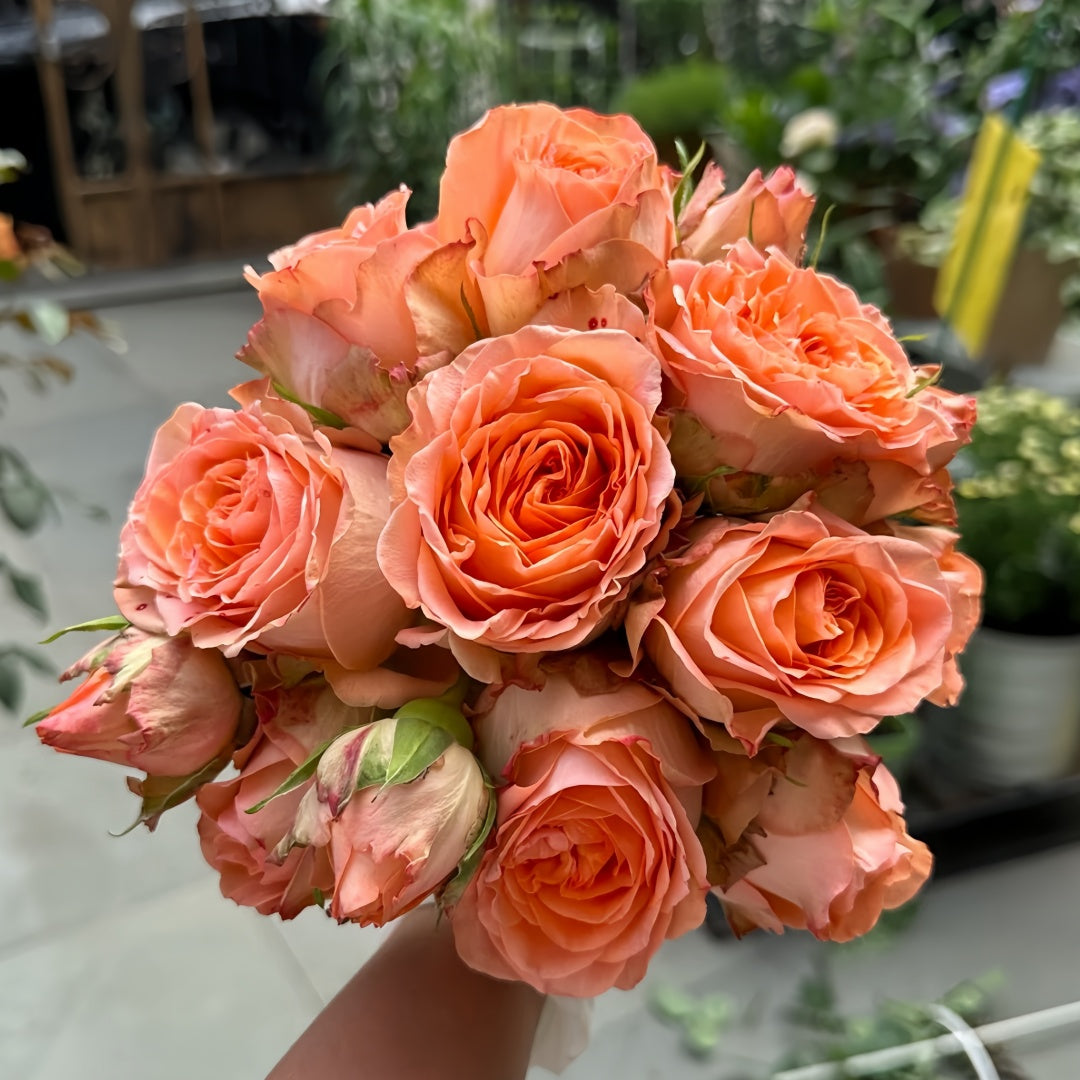 Orange Romantica Rose