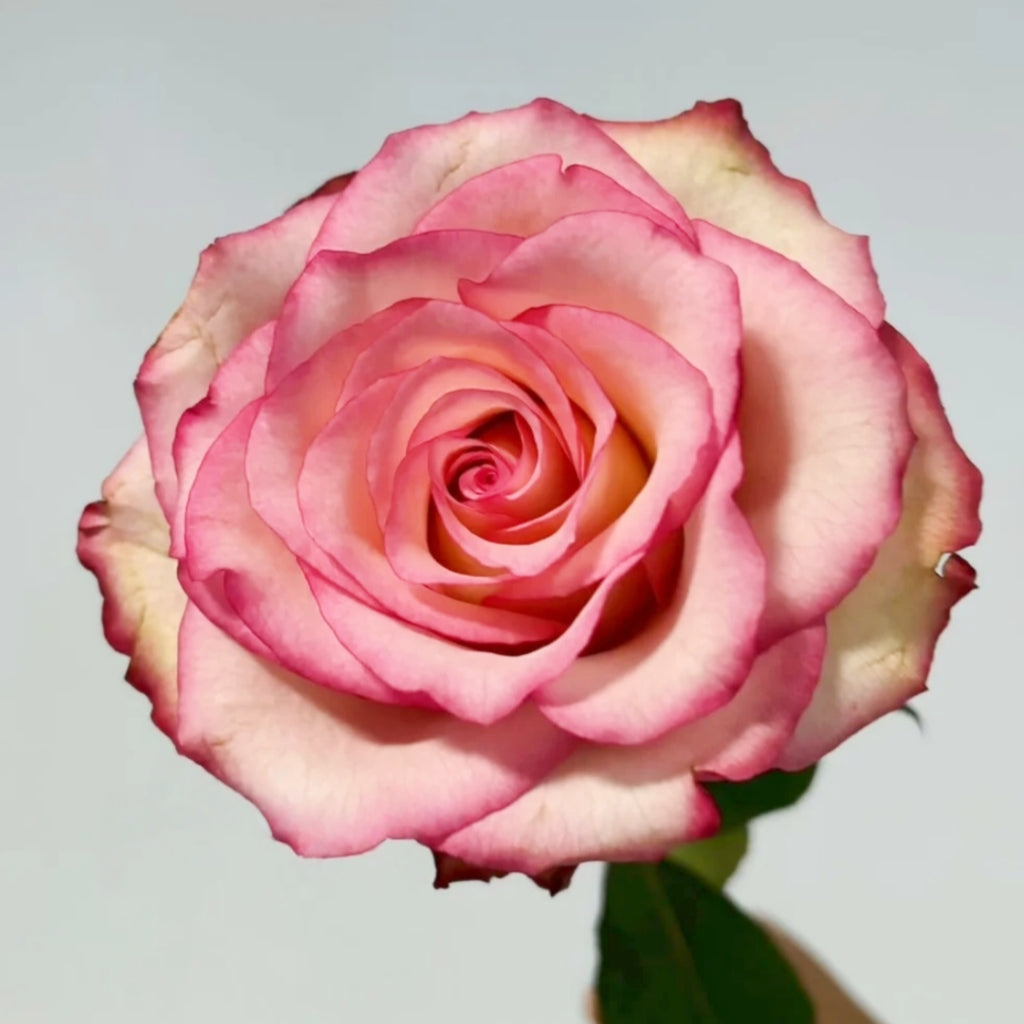 Paloma Rose