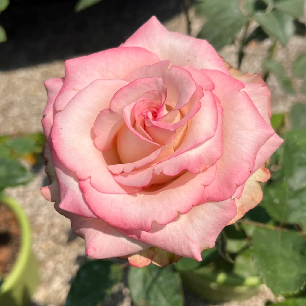 Paloma Rose