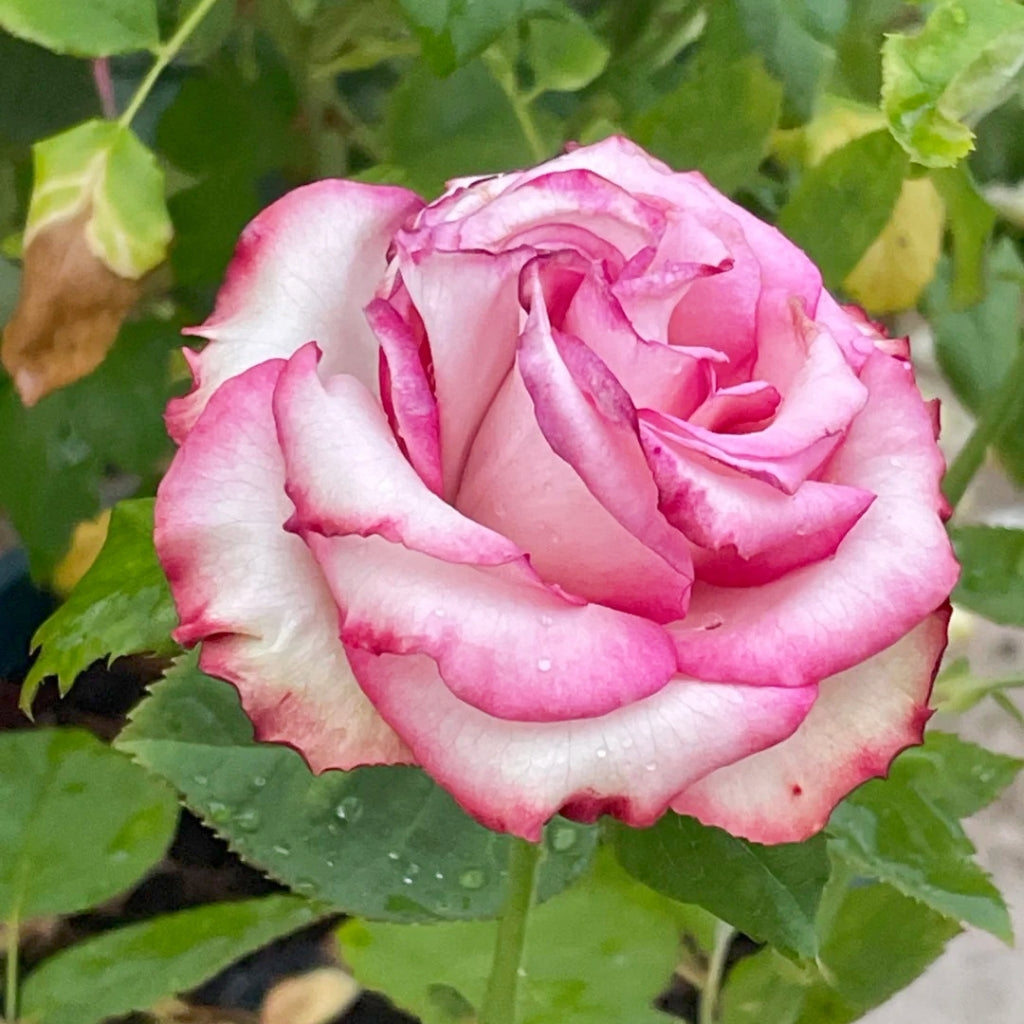 Paloma Rose