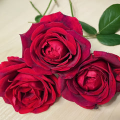Papa Meilland Rose