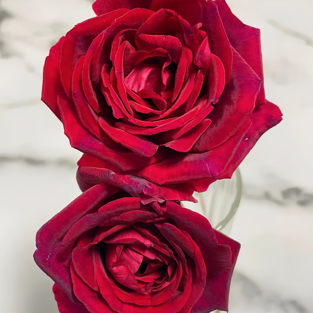 Papa Meilland Rose