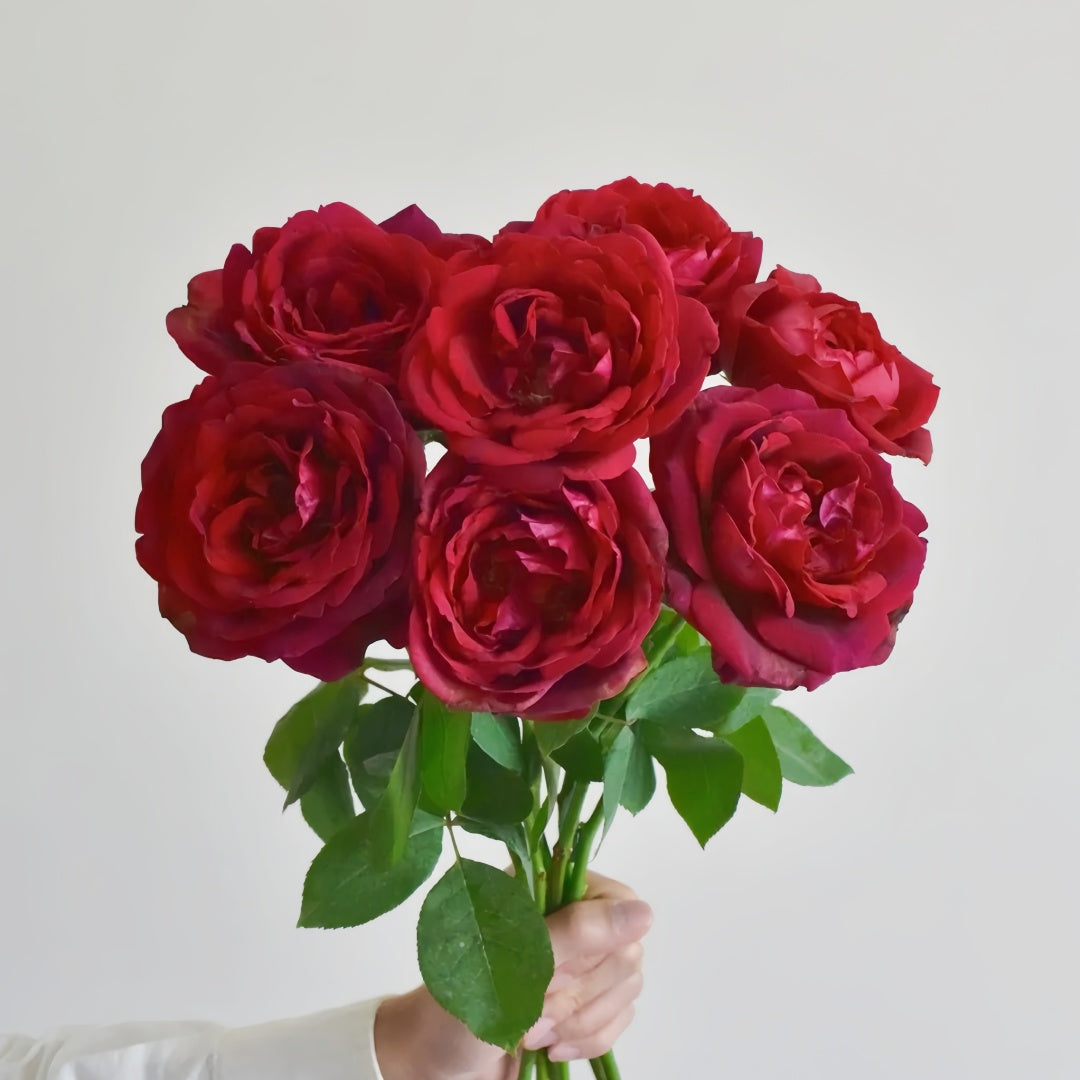 Papa Meilland Rose