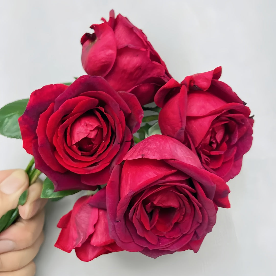 Papa Meilland Rose